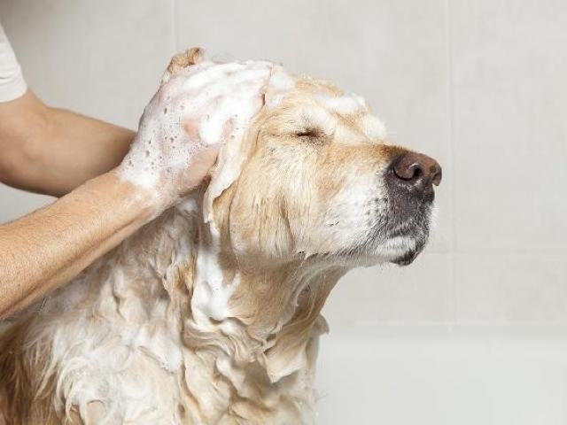 Banho Certo para os Pets
